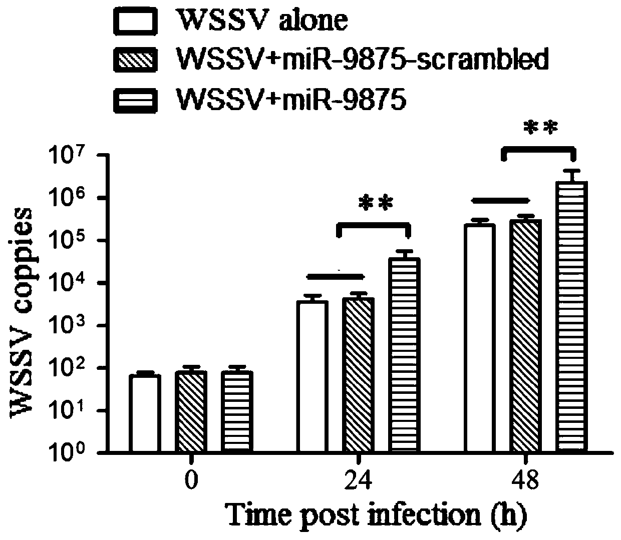 Application of antisense nucleic acid AMO-miR-9875 in the preparation of anti-white spot syndrome virus preparations