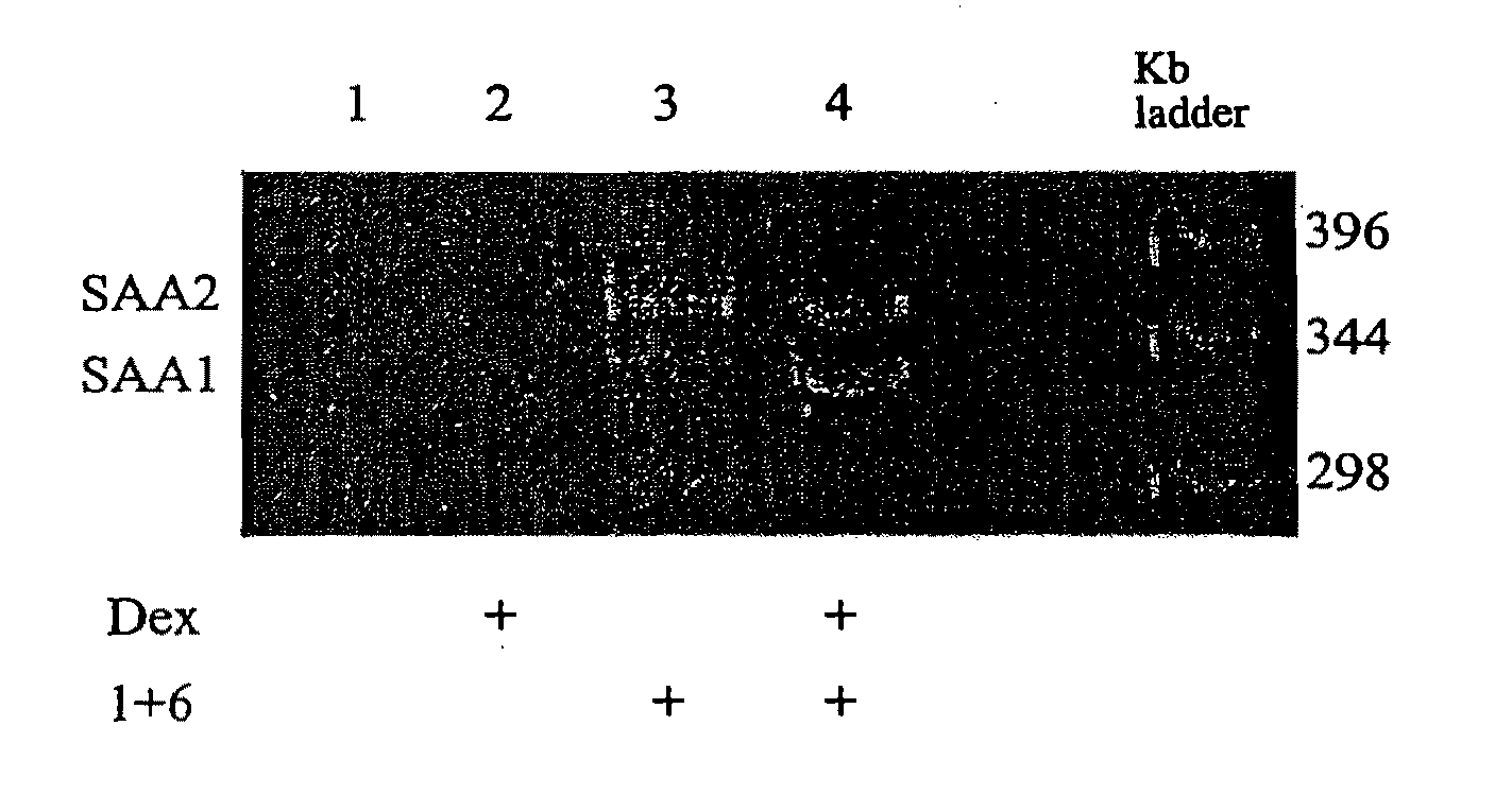 Methods for Determining Drug Responsiveness