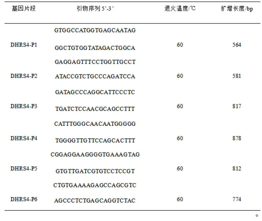 A SNP molecular marker related to growth traits of large white pigs and its application