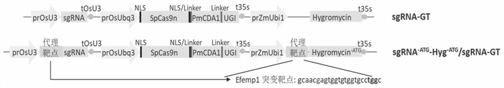 Cell enrichment technology and application of c·t base substitution using inactivated screening agent resistance gene as reporter system