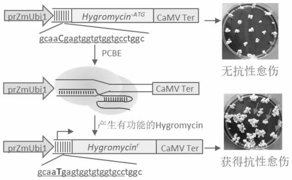 Cell enrichment technology and application of c·t base substitution using inactivated screening agent resistance gene as reporter system
