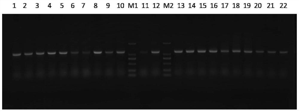 Anti-amantadine amd single-chain antibody scfv and its preparation method and application