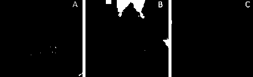 Method for promoting persea americana stem to induce callus tissues and sterile buds