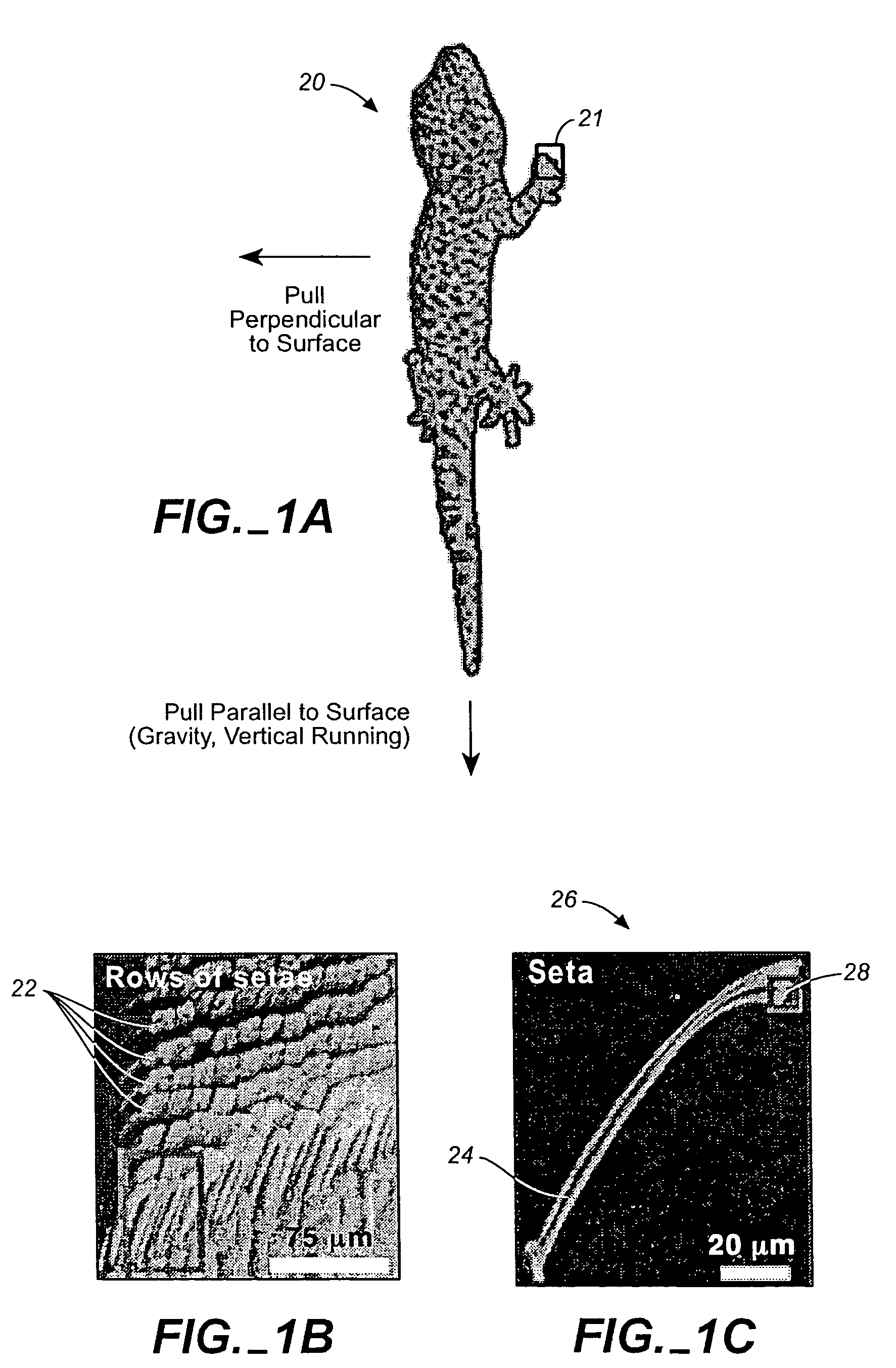 Adhesive microstructure and method of forming same