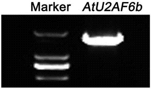 Application of splicing cofactor AtU2AF65b in regulation and control of flowering phase of plant