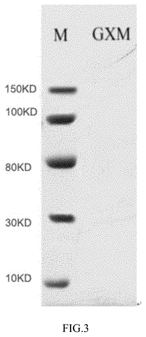 Preparation method of Cryptococcus neoformans capsular polysaccharide GXM as well as GXM antigen immunoassay kit and application thereof