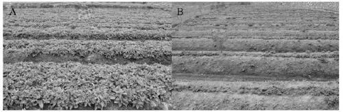 A strain antagonizing Fusarium moniliforme of heterophylla heterophylla and its application