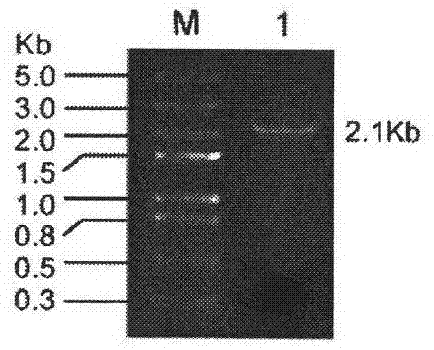 Potassium-ammonium double-function transport molecule of rice and application thereof