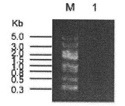 Potassium-ammonium double-function transport molecule of rice and application thereof