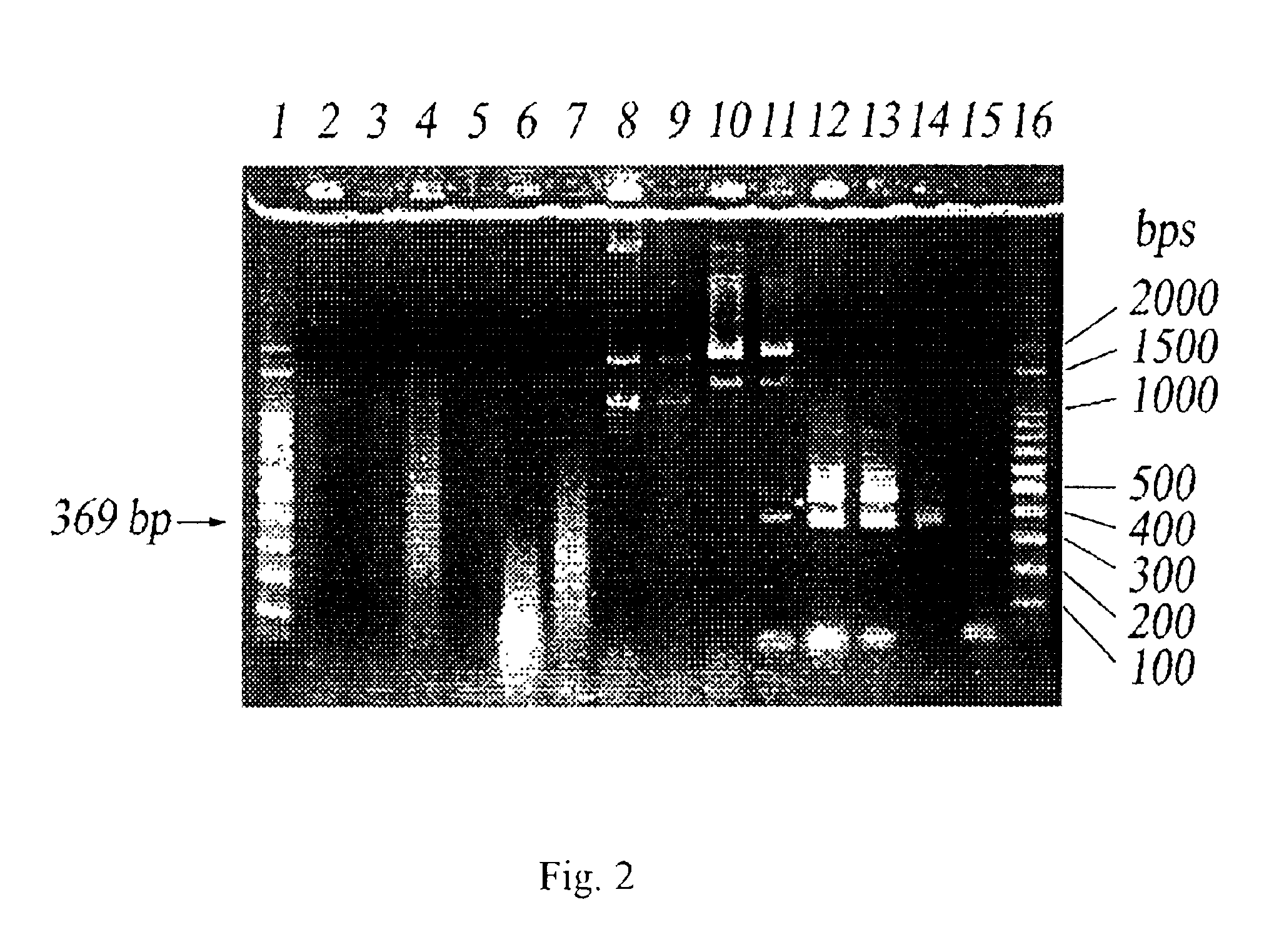 Primer composition and method of using the same in the detection of Shigella sonnei