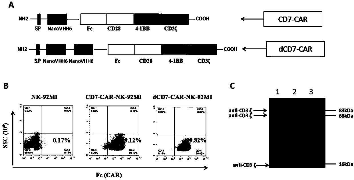 CD7 chimeric antigen receptor modified NK-92MI cell and application thereof