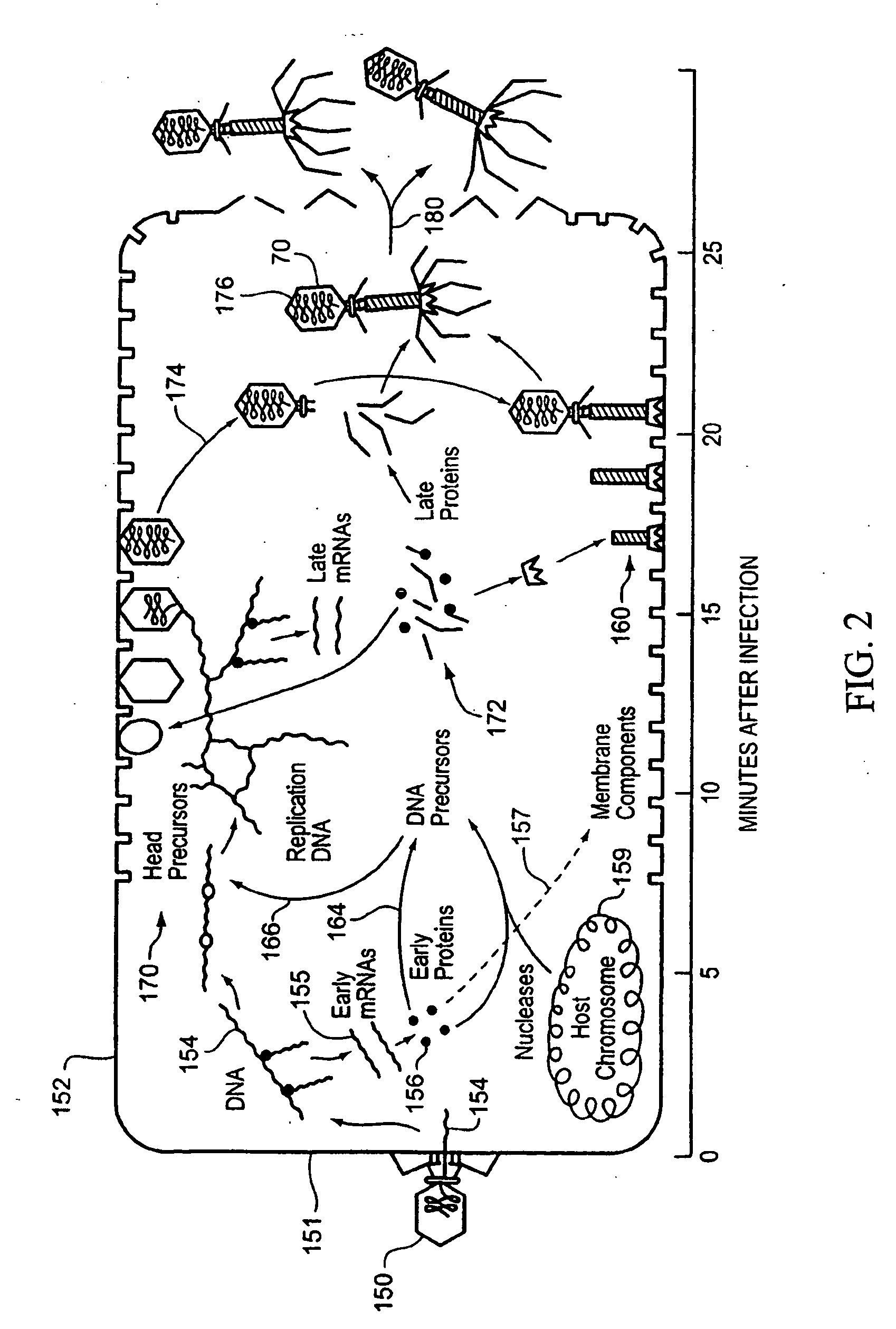 Apparatus and method for detecting microscopic organisms using bacteriophage