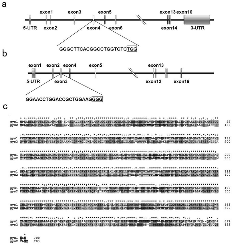 Construction method of gys1 and gys2 gene mutants of zebrafish glycogen storage disease