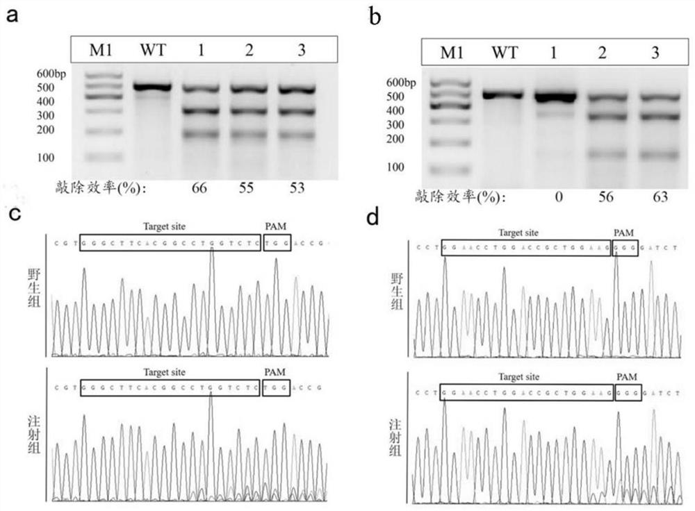 Construction method of gys1 and gys2 gene mutants of zebrafish glycogen storage disease