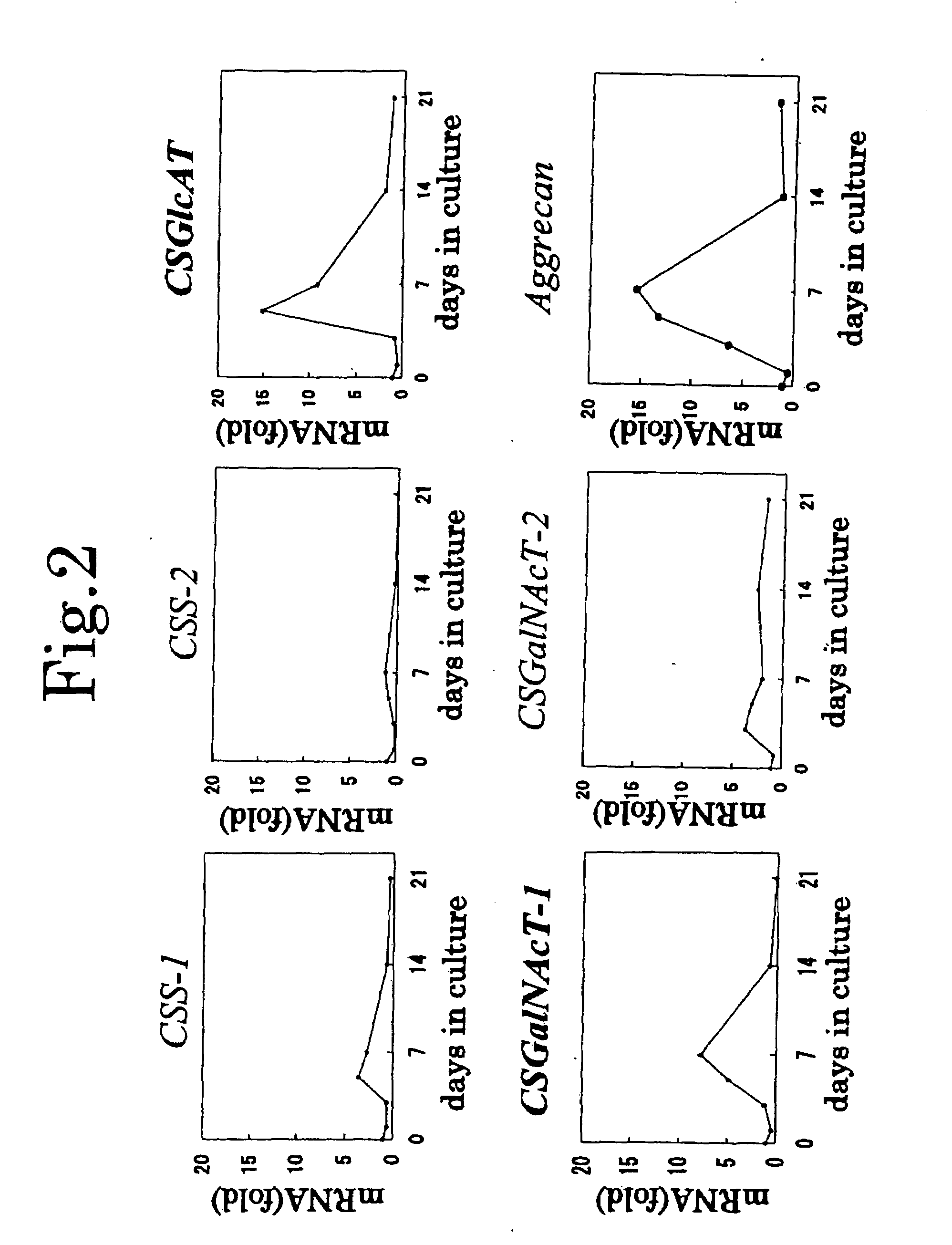 Chondroitin sulfate synthesis promoter