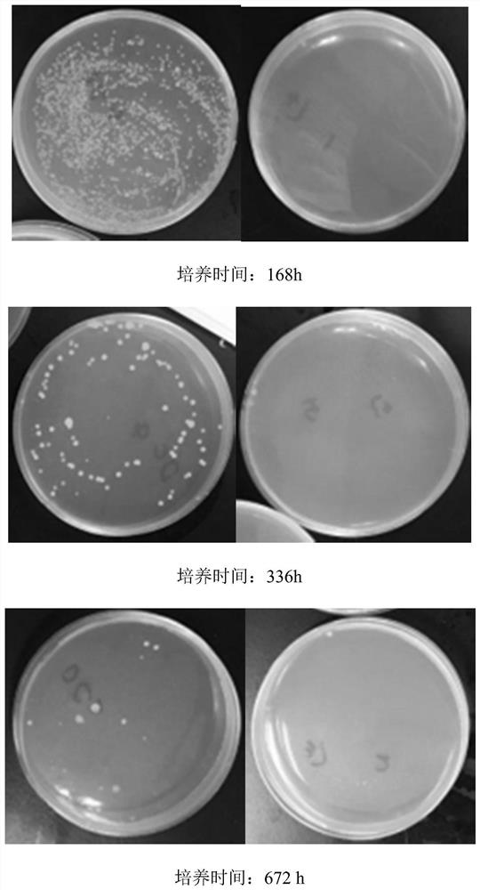 Anti-Escherichia coli Bacillus alvei strain and its antiseptic application in cosmetics