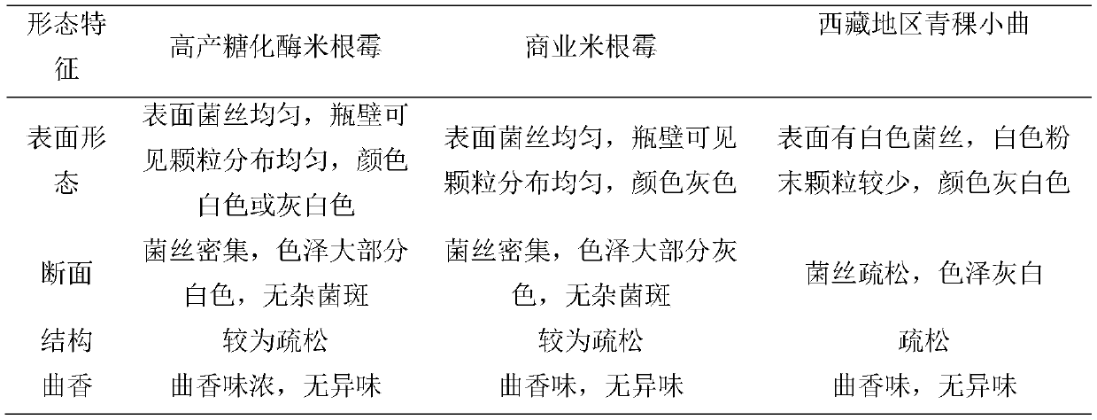 Rhizopus oryzae for producing glucoamylase at high yield and application of rhizopus oryzae