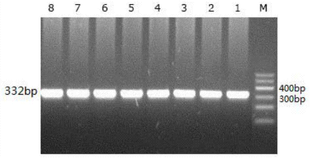 Detection kit and detection method for chicken miRNA-1606 gene polymorphism