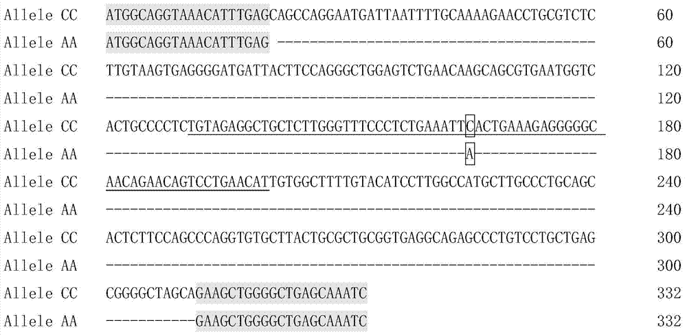 Detection kit and detection method for chicken miRNA-1606 gene polymorphism