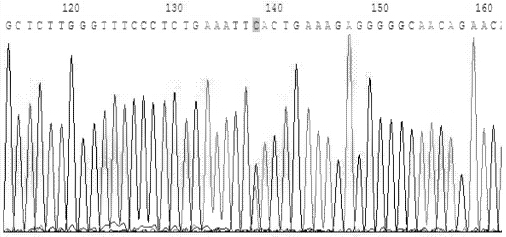 Detection kit and detection method for chicken miRNA-1606 gene polymorphism