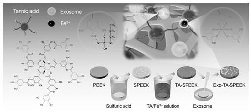 PEEK material subjected to exosome surface functionalization treatment