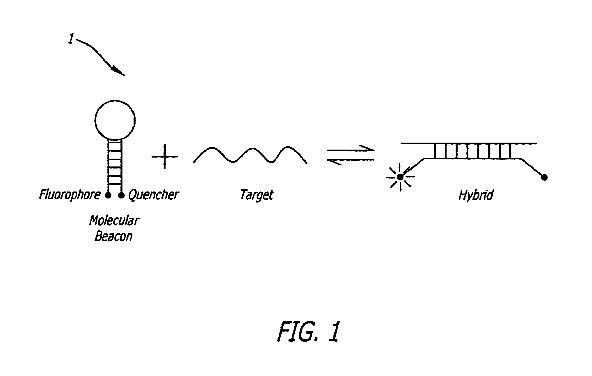 Methods and sequences to preferentially suppress expression of mutated huntingtin