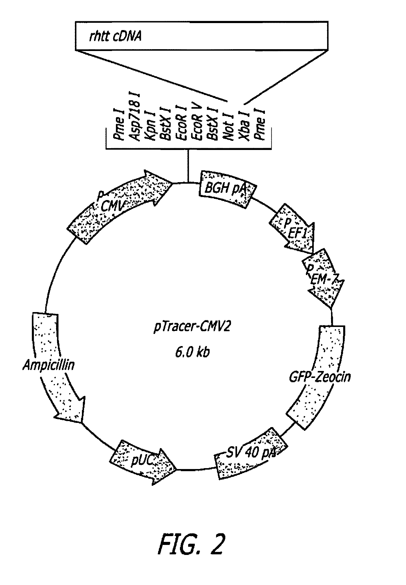 Methods and sequences to preferentially suppress expression of mutated huntingtin