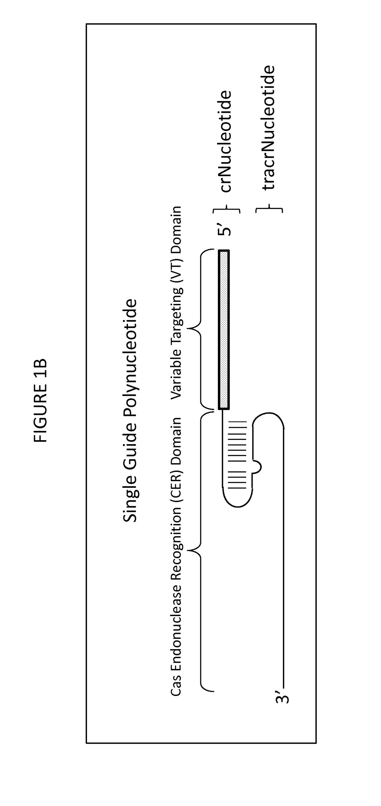 Compositions and methods for producing plants resistant to glyphosate herbicide