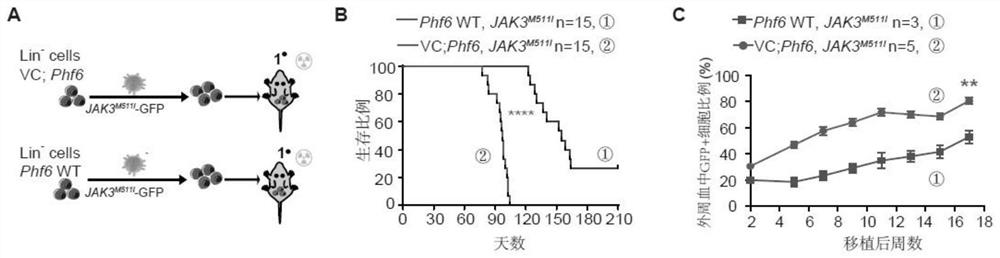 Construction method and application of PHF6 &lt;delta&gt; and JAK3&lt;M511I&gt; double-mutation acute T lymphocytic leukemia mouse model