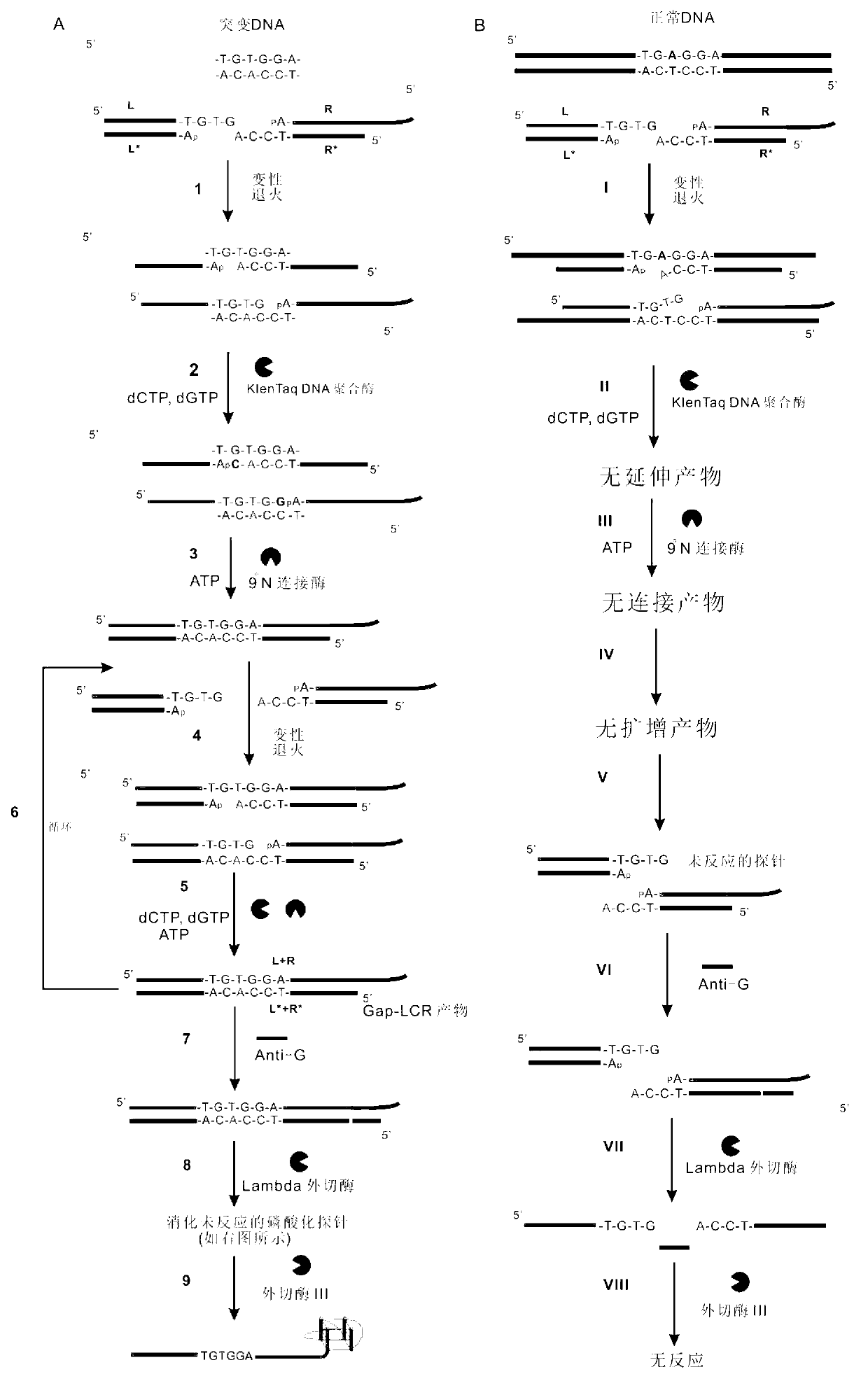 Detection method for single nucleotide polymorphism