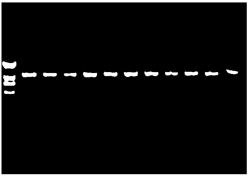 Rapid screening method for weakly post-acidified Lactobacillus bulgaricus, combined sequence for realizing said method and construction method thereof