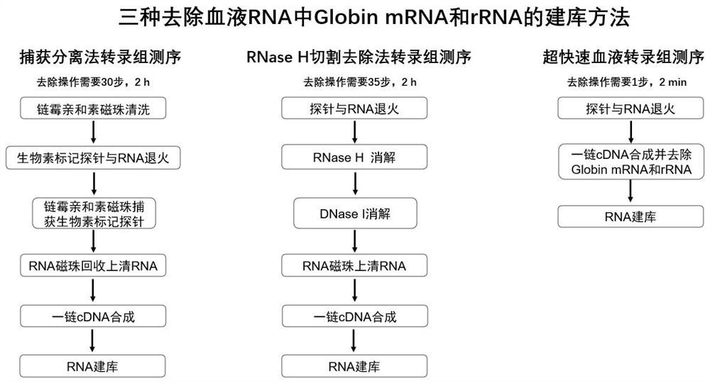 Probe composition for hindering Globin mRNA reverse transcription, and application of probe composition