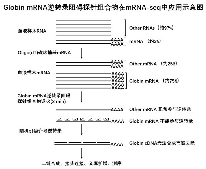 Probe composition for hindering Globin mRNA reverse transcription, and application of probe composition