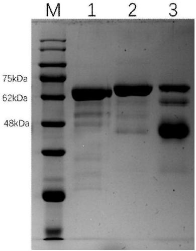 Method for separating and purifying human serum albumin from Cohn component V supernatant