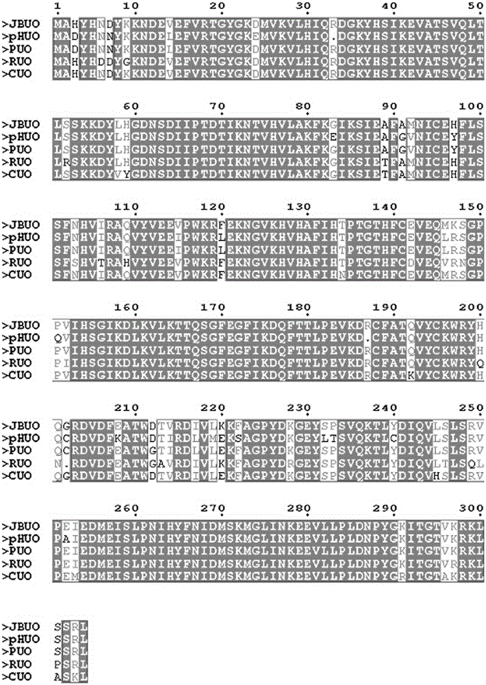 Recombinant human/baboon chimeric uricase protein and preparation method thereof