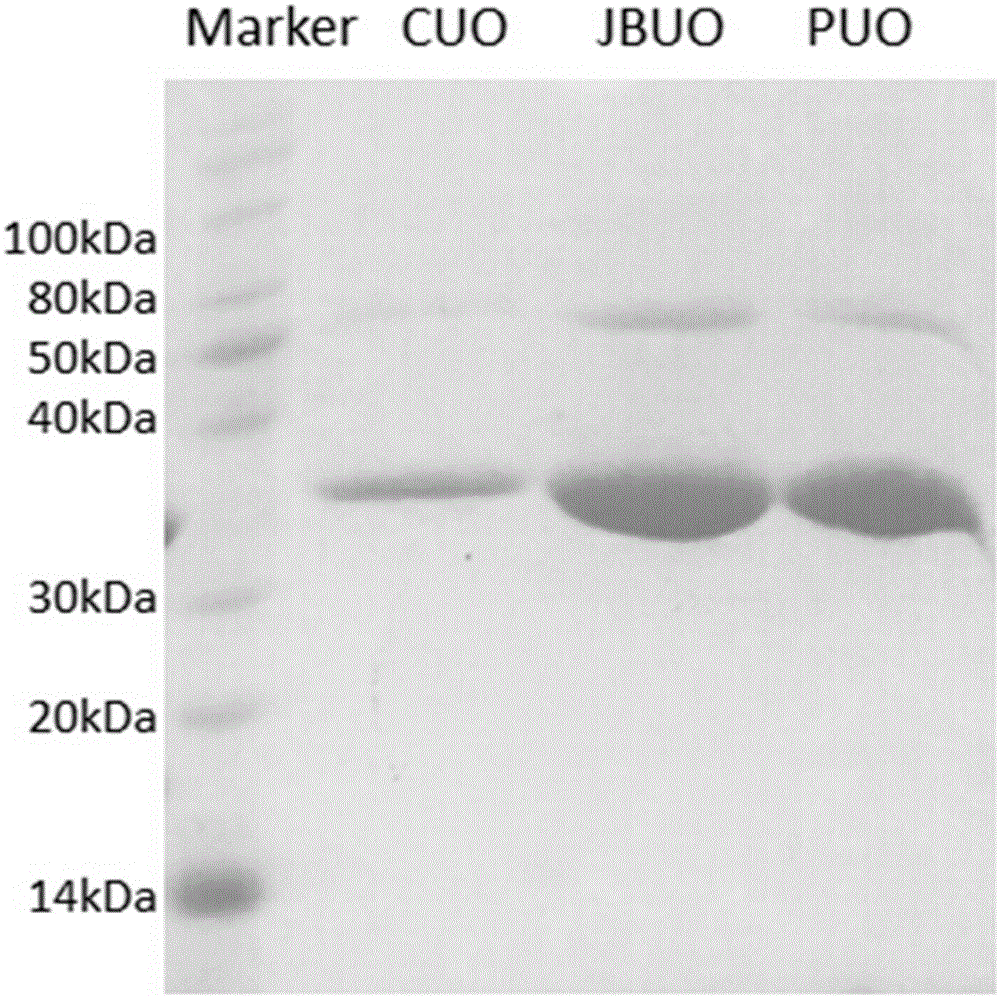 Recombinant human/baboon chimeric uricase protein and preparation method thereof