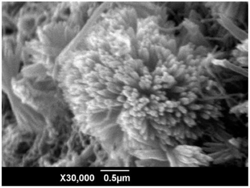 A method for preparing hydroxyapatite coating on the surface of carbon nanotubes based on electrochemical deposition method and biomineralization method