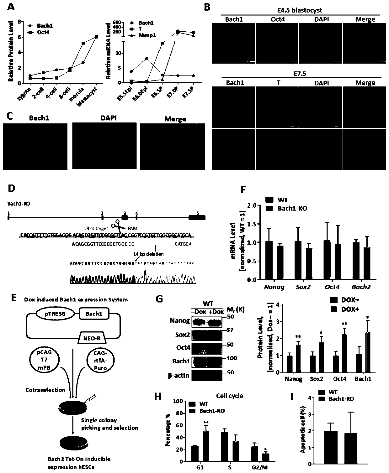 A modified bach1 gene and its application