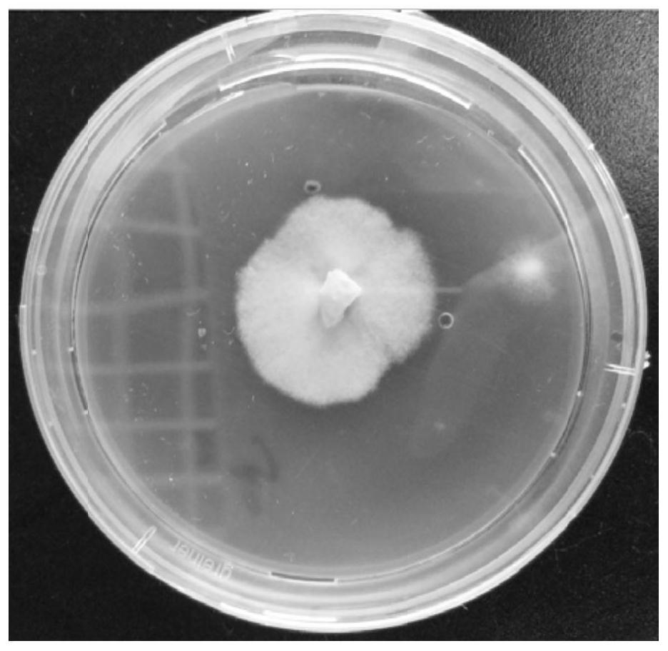 Agrocybe pediades producing laccase, and application of agrocybe pediades producing laccase