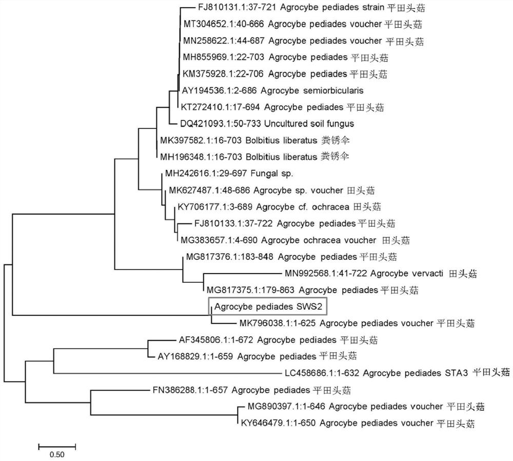 Agrocybe pediades producing laccase, and application of agrocybe pediades producing laccase