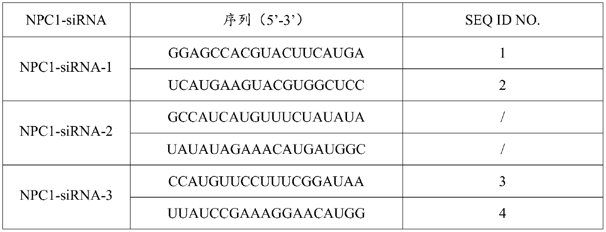 Application of siRNA used for inhibiting NPC1 gene expression