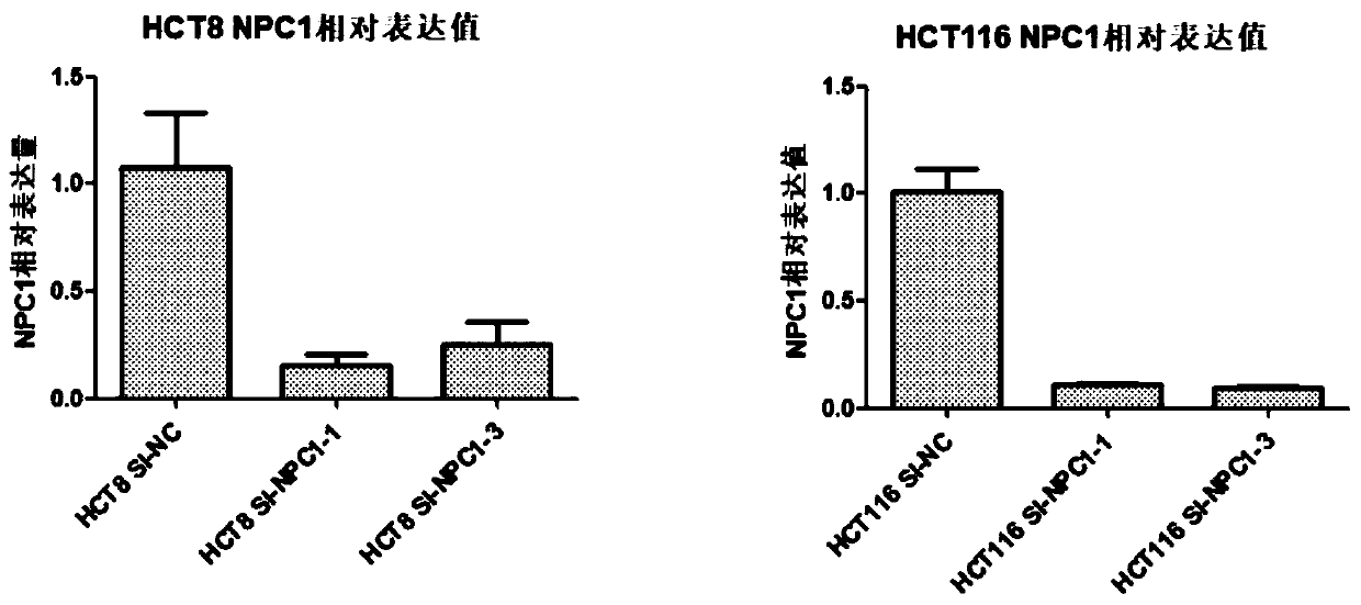 Application of siRNA used for inhibiting NPC1 gene expression