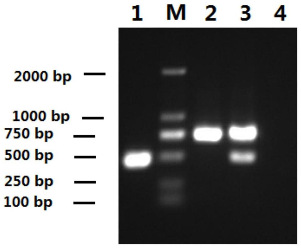 Primer pair, kit and method for detecting goose astrovirus and goose calicivirus