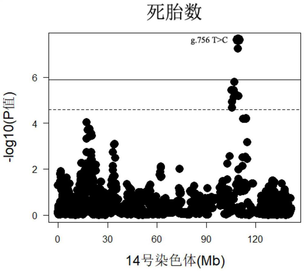 SNP molecular marker located on pig chromosome 14 and related to dead fetus number and healthy birth rate of sow and application of SNP molecular marker