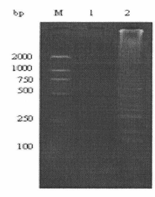 Loop-mediated isothermal amplification (LAMP) primer pair of bacillus cereus and detection method