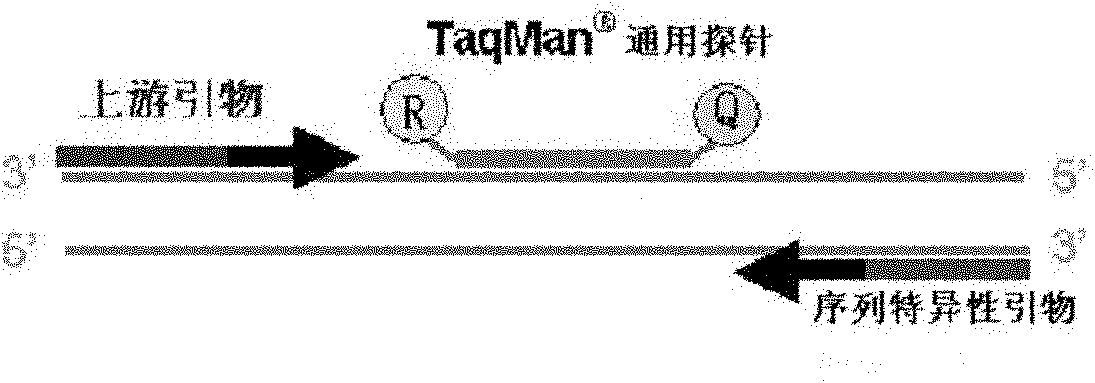 Method and kit for detecting drug resistance of mycobacterium tuberculosis