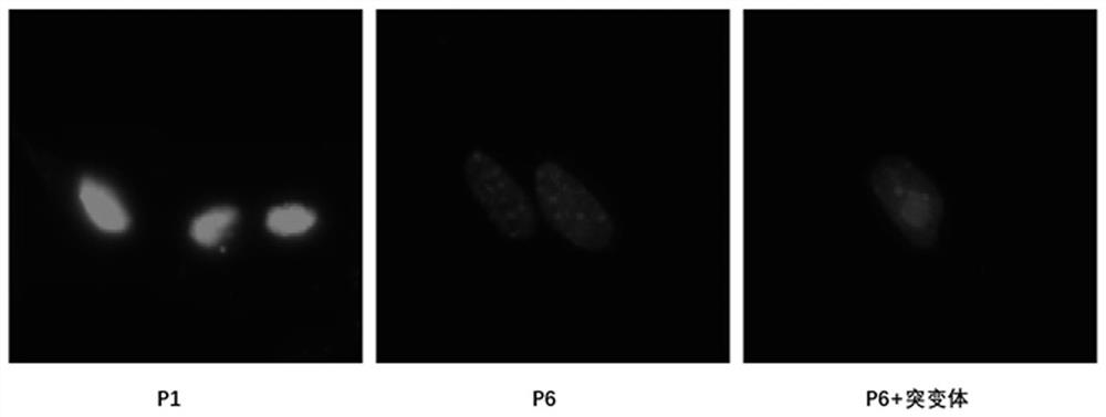 A mutant based on autophagy key protein atg7 and its application