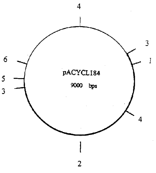 Construction and application of engineering bacterium LZ-17