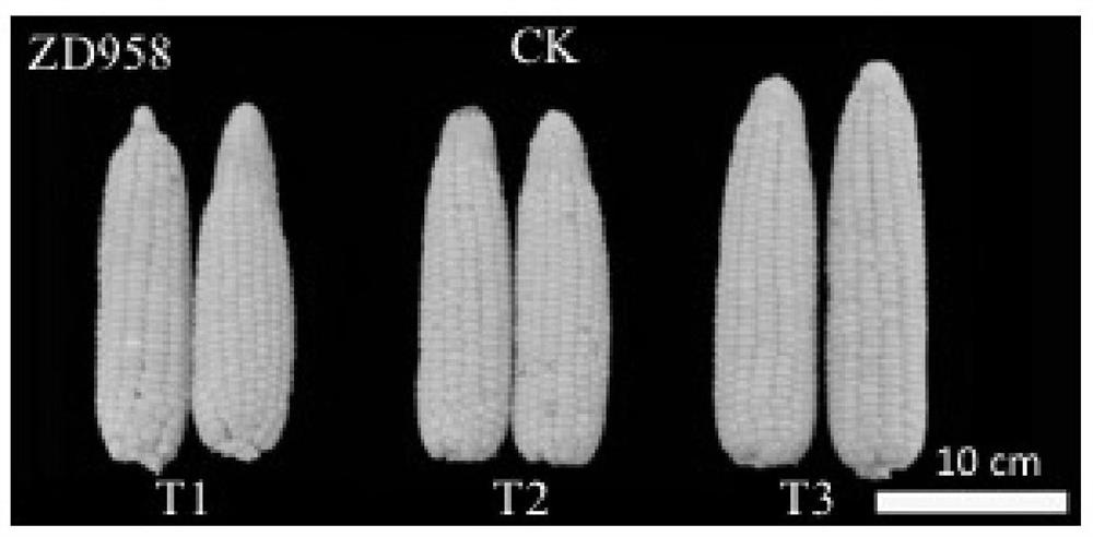 A kind of amino acid liquid fertilizer and its application in corn planting