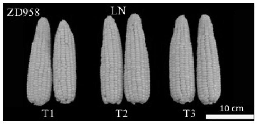 A kind of amino acid liquid fertilizer and its application in corn planting